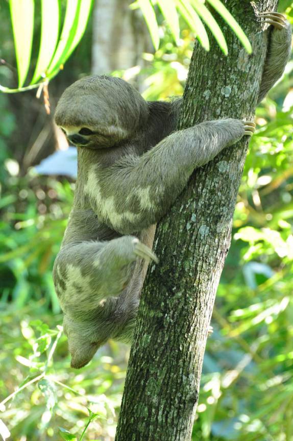 O simpático bicho-preguiça que vive nos jardins do nosso lodge em Puerto Maldonado, na amazônia peruana